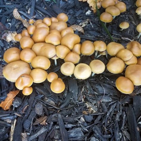 allenii mushroom|The Psilocybe Allenii Mushroom Guide